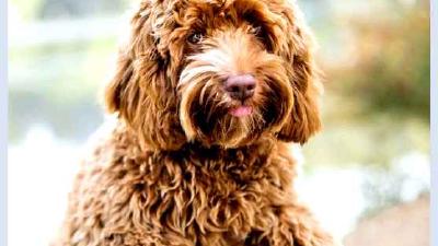 Лабрадудль — всё о собаке