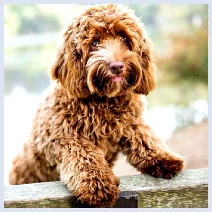 Лабрадудль — всё о собаке