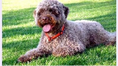 Лаготто-романьоло — всё о собаке