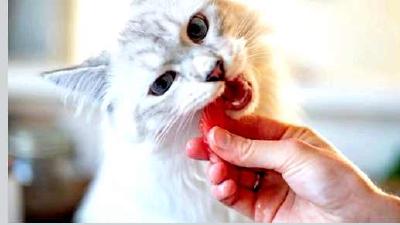 Лактация у кошек молока нет мало или слишком много