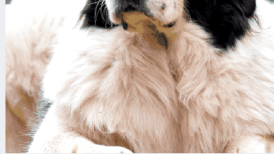 Ландсир (порода собак) — всё о собаке