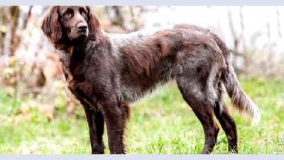 Лангхаар — всё о собаке