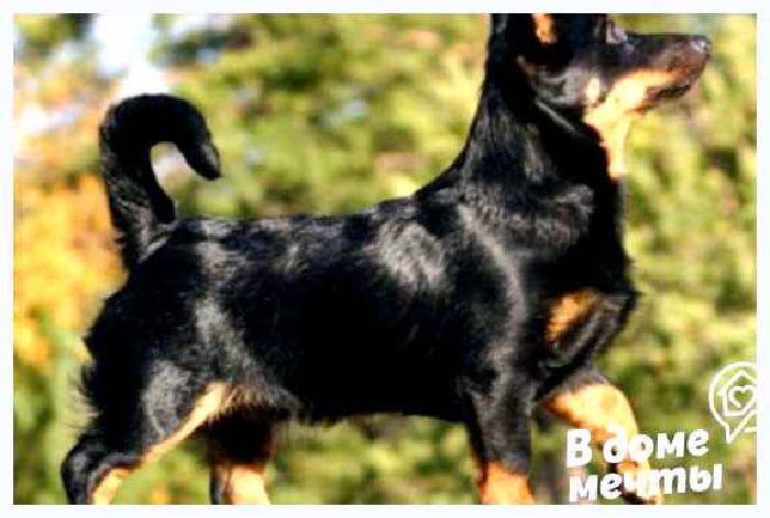 Ланкаширский хилер — всё о собаке