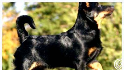 Ланкаширский хилер — всё о собаке