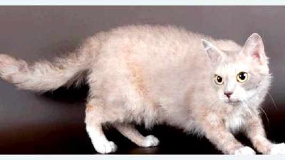 Лаперм — всё о кошках