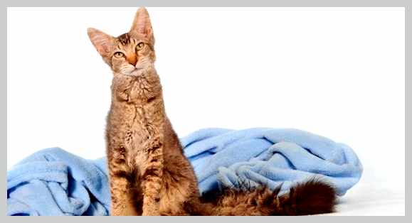 Лаперм - всё о кошках препаратов под