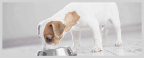 Лечебные диеты и добавки для собак с хроническими заболеваниями