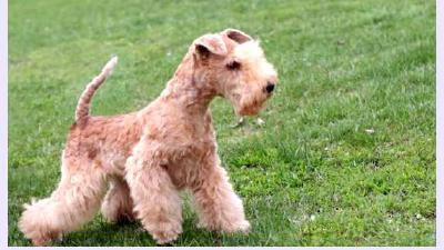 Лейкленд-терьер — всё о собаке
