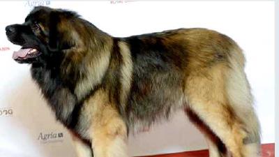 Леонбергер — всё о собаке