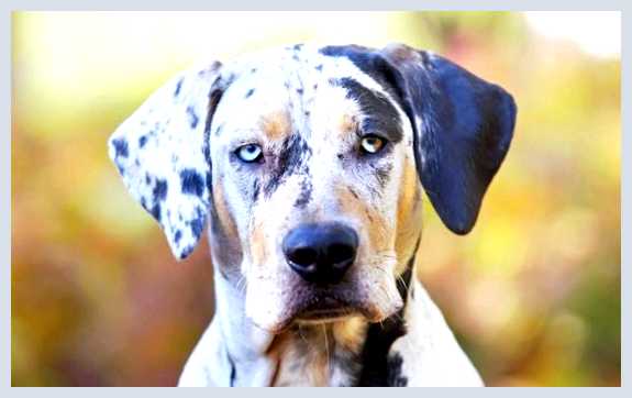 Леопардовая собака Катахулы - всё о собаке