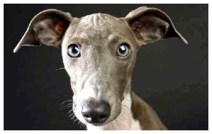 Левретка — всё о собаке