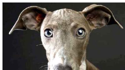 Левретка — всё о собаке