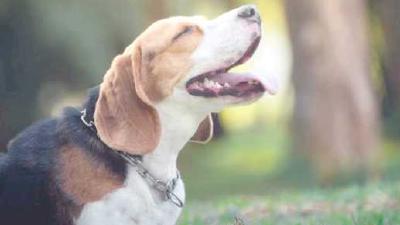 Линька у собак все о возможных трудностях ухода