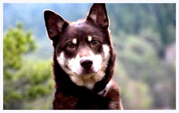 Лопарская оленегонная собака - всё о собаке