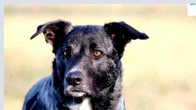 Махореро — всё о собаке