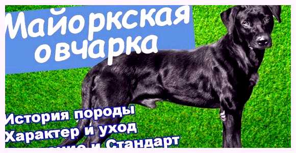 Майоркская овчарка - всё о собаке