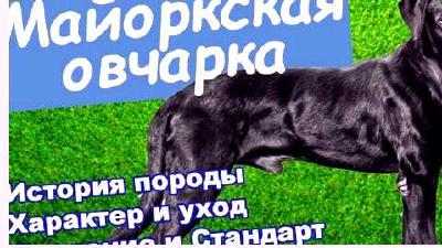 Майоркская овчарка — всё о собаке