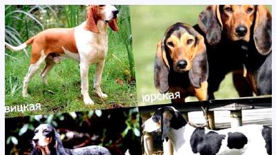 Малая швейцарская гончая — всё о собаке