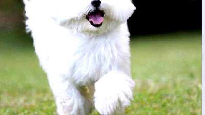 Мальтийская болонка — всё о собаке