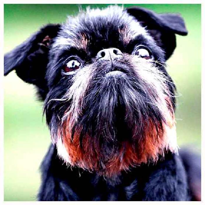 Малые бельгийские собаки — всё о собаке