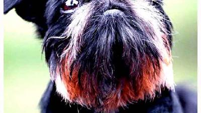 Малые бельгийские собаки — всё о собаке