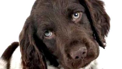 Малый мюнстерлендер — всё о собаке