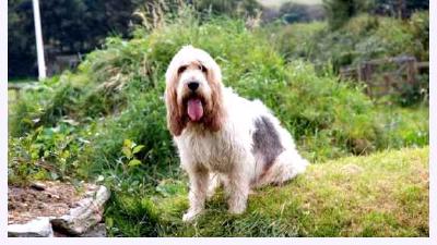 Малый вандейский бассет-гриффон — всё о собаке