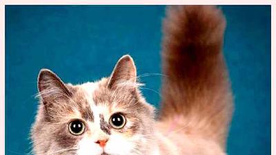 Манчкин — всё о кошках