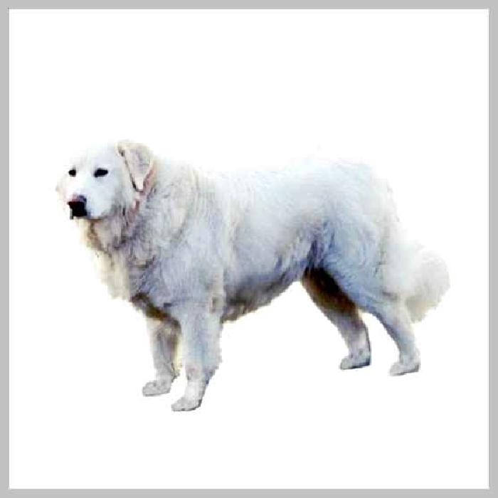 Мареммо-абруццкая овчарка — всё о собаке