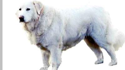 Мареммо-абруццкая овчарка — всё о собаке