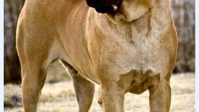 Меделян — всё о собаке