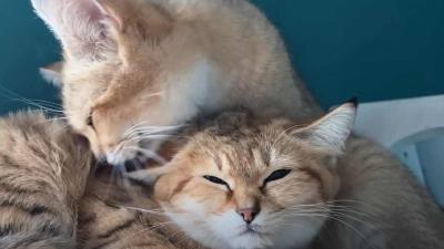 Мейн-кун — всё о кошках