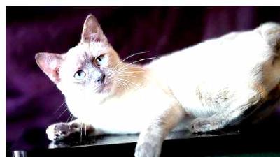 Меконгский бобтейл — всё о кошках