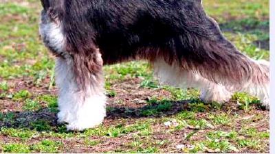 Миттельшнауцер — всё о собаке