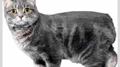 Мэнкс — всё о кошках