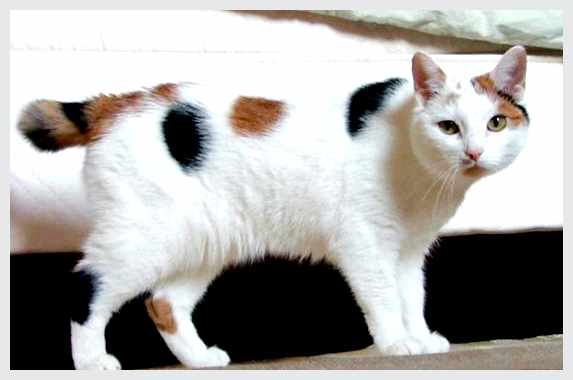 Мэнкс - всё о кошках ухода за кошкой мэнкс схожи