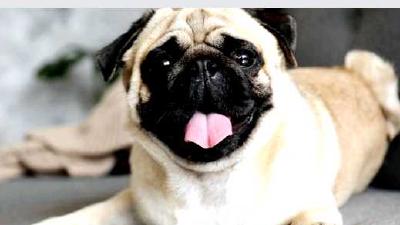 Мопс — всё о собаке