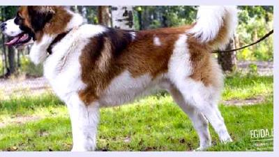 Московская сторожевая — всё о собаке