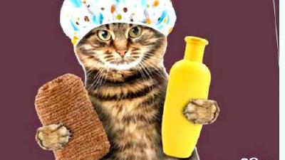 Можно ли мыть кошку обычным шампунем