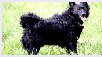 Муди (порода собак) — всё о собаке