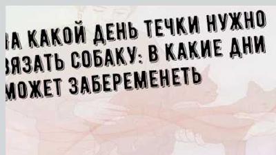 На какой день течки нужно вязать собаку