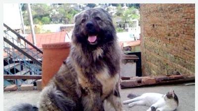 Нагази — всё о собаке