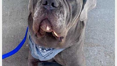 Неаполитанский мастиф — всё о собаке