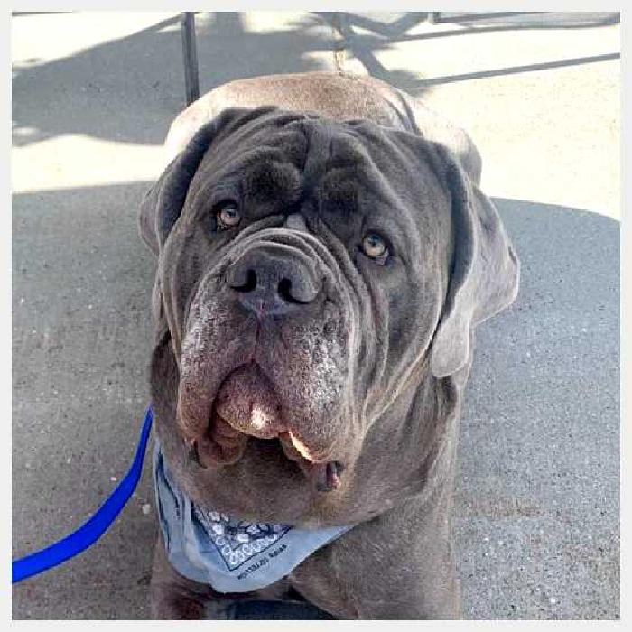 Неаполитанский мастиф — всё о собаке