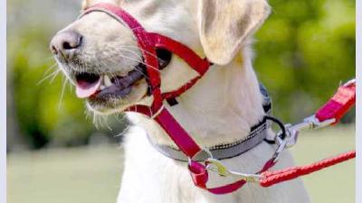 Недоуздок или халти для собак предназначение и правила использования самостоятельное изготовление