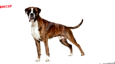 Немецкий боксёр — всё о собаке