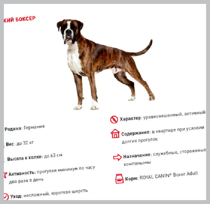Немецкий боксёр — всё о собаке