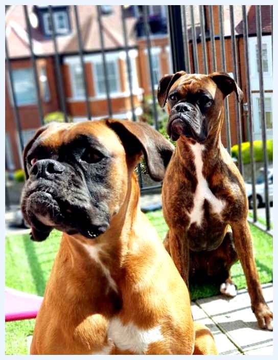 Немецкий боксёр - всё о собаке Остеосаркома Это злокачественная опухоль