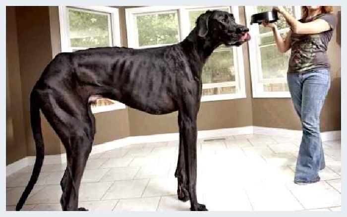 Немецкий дог — всё о собаке