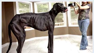 Немецкий дог — всё о собаке